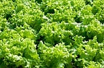 Cos Lettuce (each)